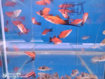 Guianacara Hodowla Ryb Akwariowych